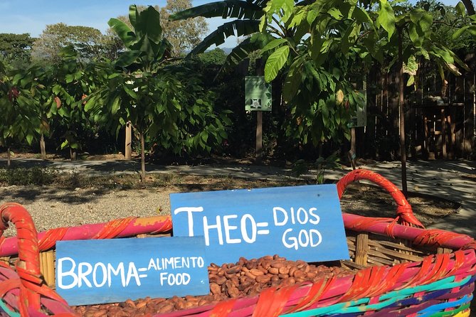 Chocolate Tour in Vallarta - Quick takeaways from the cacao garden