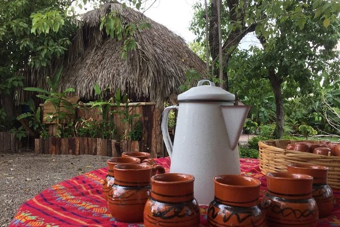 Chocolate Tour in Vallarta - A small cacao garden outside Puerto Vallarta