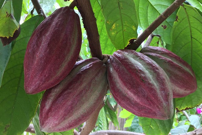 Chocolate Tour in Vallarta - Seeing the cacao pod before it becomes chocolate