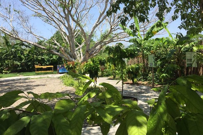 Chocolate Tour in Vallarta - From fermented bean to hand-ground chocolate