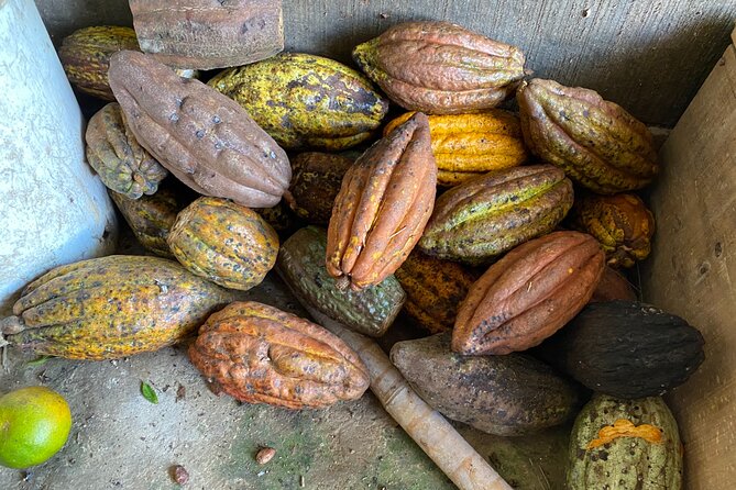 Chocolate tour near Medellin - Leaving Medellín for the Farm Near Copacabana