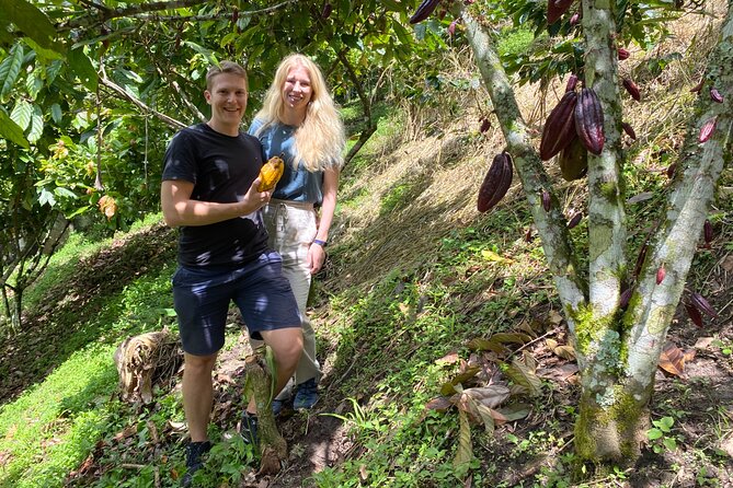 Chocolate tour near Medellin - Picking Cocoa Pods From the Tree