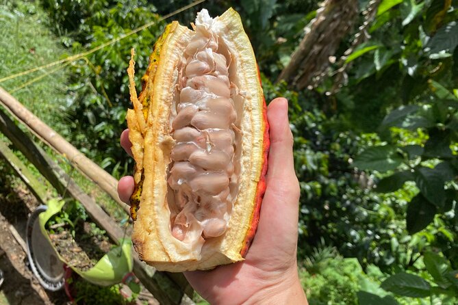 Chocolate tour near Medellin - A Family Farm With More Than Cocoa