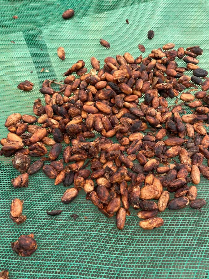 Chocolate tour near the Medellín - Walking among three types of cacao trees