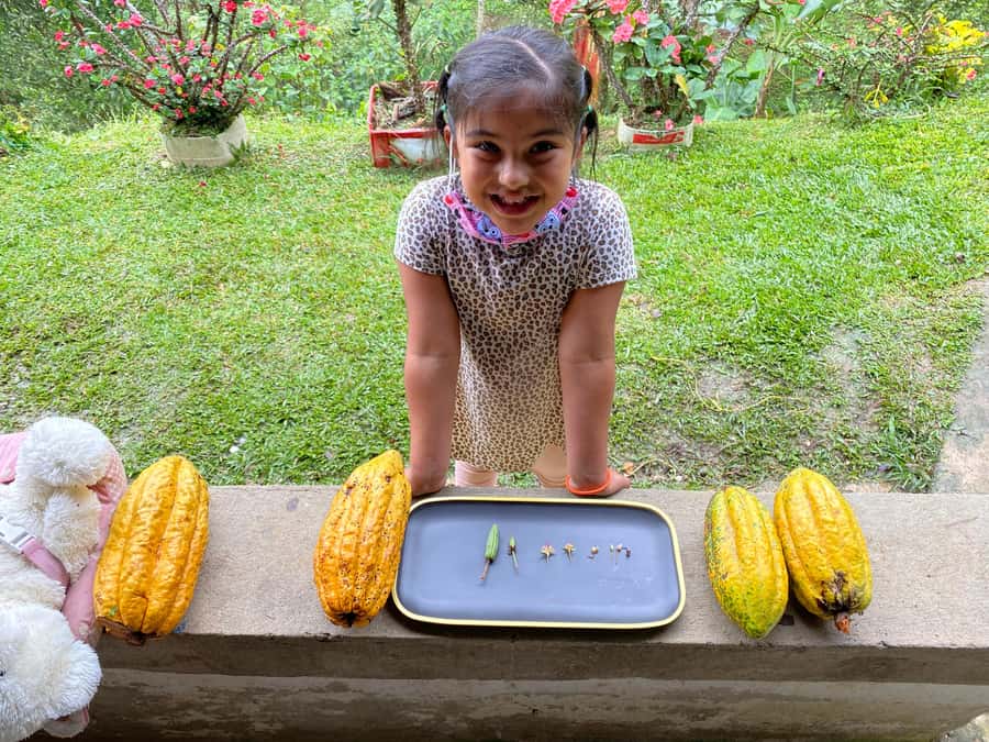 Chocolate tour near the Medellín - From cacao pod to cocoa paste