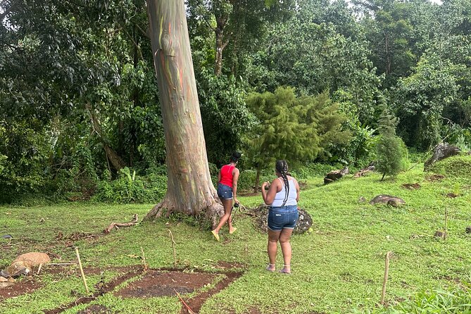 Chocolate, Waterfall, spices and Nature tours! - Annandale Falls and a 30-minute tropical stop