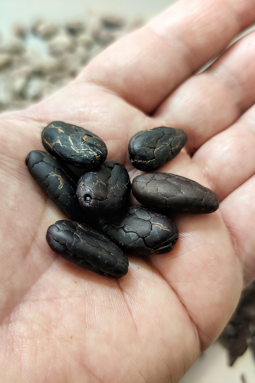 Chocolatier for a day: raw bean to bar chocolate in Modica - Key points at a glance