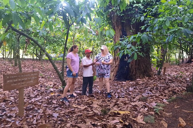Cocoa & Artisan Chocolate Route with an Historical Tour in Puerto Plata City - A Dominican Lunch Between Farm and City