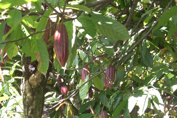 Cocoa & Artisan Chocolate Route with an Historical Tour in Puerto Plata City - Returning to Puerto Plata’s Historic Center