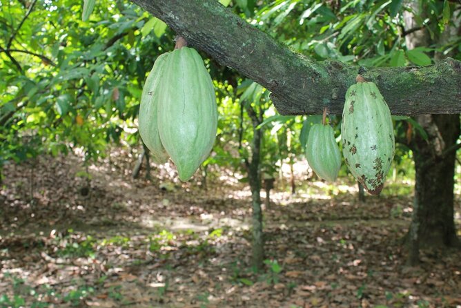 Cocoa & Artisan Chocolate Route with an Historical Tour in Puerto Plata City - How Much Value Do You Get for $98?