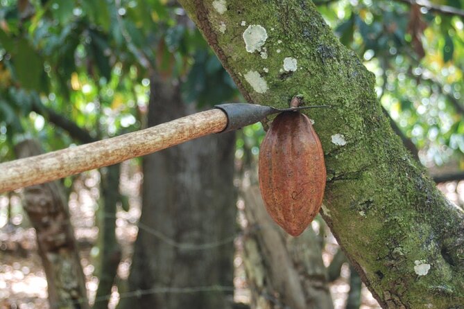 Cocoa & Artisan Chocolate Route with an Historical Tour in Puerto Plata City - Who Will Enjoy This Experience Most?