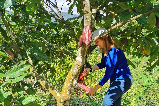 Coffee & Chocolate Private Tour in Medellin: Genuine Experience - The 800-foot climb to the coffee farm
