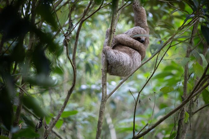 Coffee & Chocolate Tour+Sloths Park & Llanos de Cortez Waterfall - Who should book this Costa Rican day?