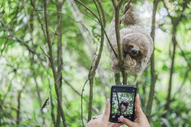 Coffee & Chocolate Tour+Sloths Park & Llanos de Cortez Waterfall - Sloths and frogs at Spring Paradise Bijagua