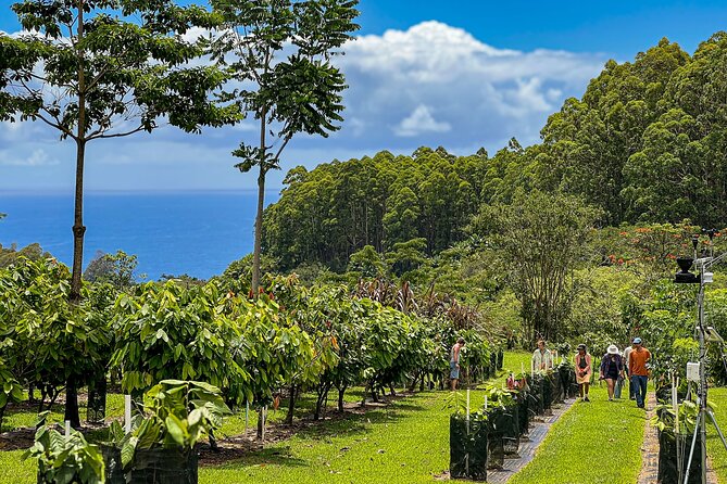 Craft Chocolate Tasting and Farm Experience on the Big Island - From cacao pod to fermented bean