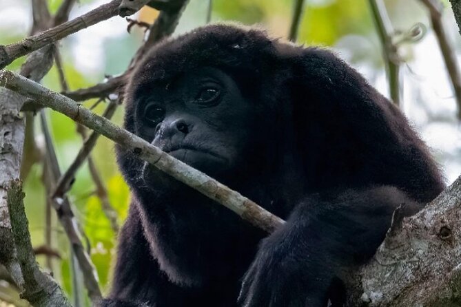 Day Trip Churute Howler Monkey Observation and Chocolate Making - Key points at a glance
