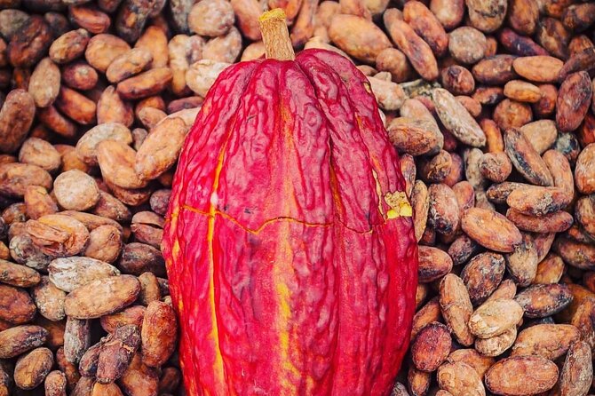 Day Trip Churute Howler Monkey Observation and Chocolate Making - Why this makes a good Guayaquil day trip