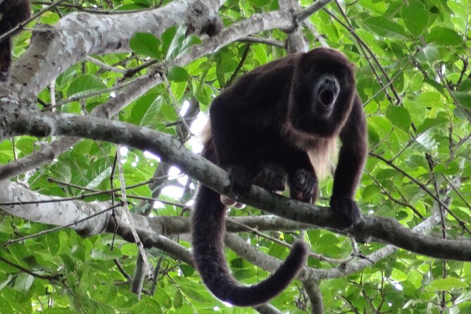 Day Trip Churute Howler Monkey Observation and Chocolate Making - Churute: a forest walk with wildlife in the trees