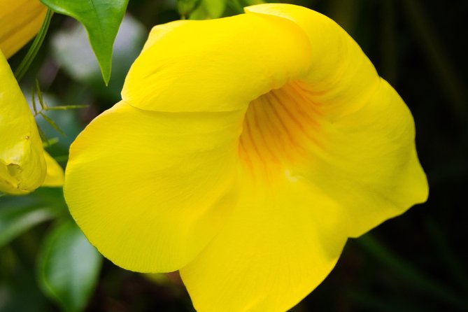 Escape Accra City to Aburi Gardens and Tetteh Quarshie Cocoa Farms - Why this is a good break from Accra