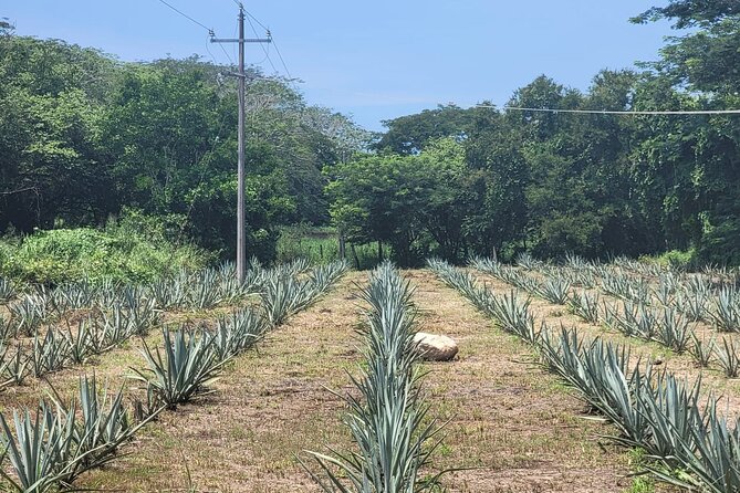 Finca 18 Puerto Vallarta Tequila Tour + Chocolate Pairing - The five-plus pour tasting
