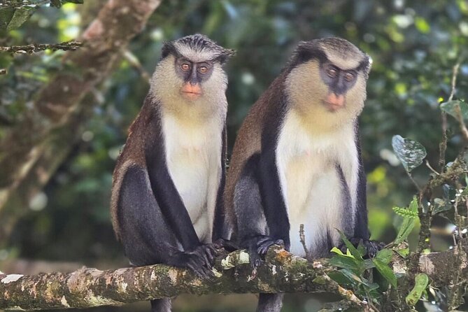 Full-Day Tour: Concord Waterfall, Chocolate Factory, Rum Distillery, Grand Etang - Grand Etang Lake and the rainforest interior