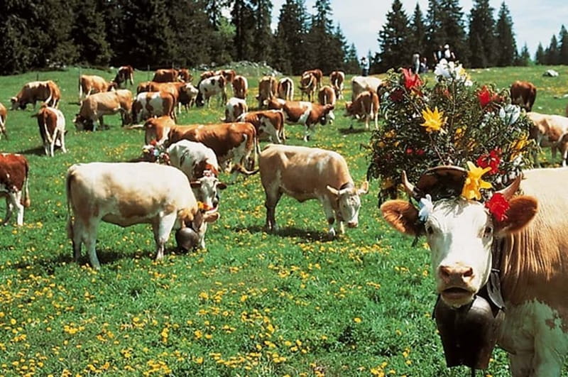 Geneva: Gruyères Tour with Chocolate, Cheese & Golden Train - Who will enjoy this tour most?