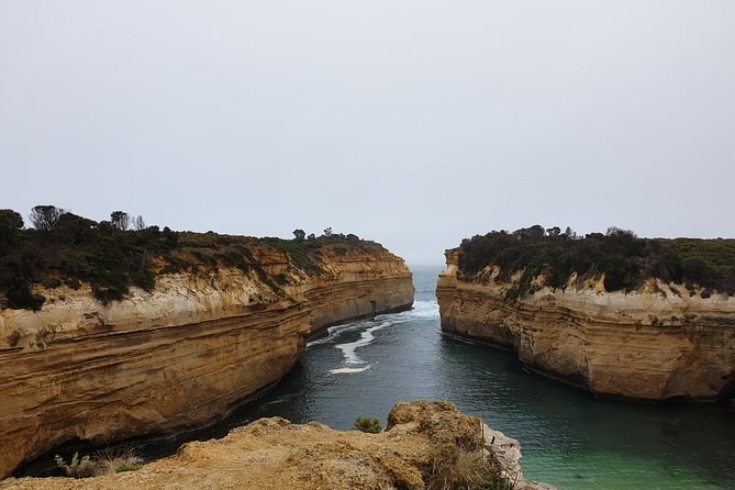 Great Ocean Road 12 Apostles kangaroo, koala and chocolate tour - Looking for koalas near Apollo Bay and Lavers Hill