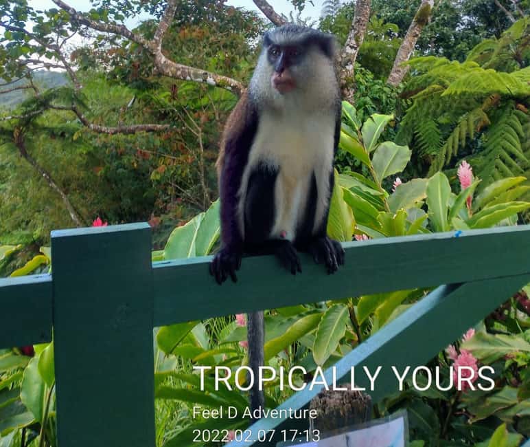 Grenada: Culture and Nature Island Tour with Chocolate & Rum - St. George’s: a quick introduction to Grenada’s capital