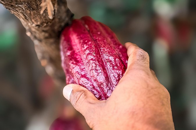 Grenada Half Day Tour: Fort, Spice, Falls, Chocolate & Lunch Stop - Jouvay Chocolate: from cocoa bean to bar