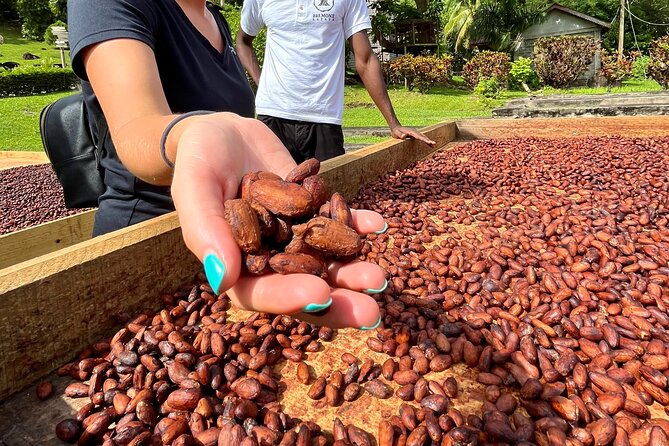 Grenada Half Day Tour: Fort, Spice, Falls, Chocolate & Lunch Stop - Concord Falls: an hour in the mountain air