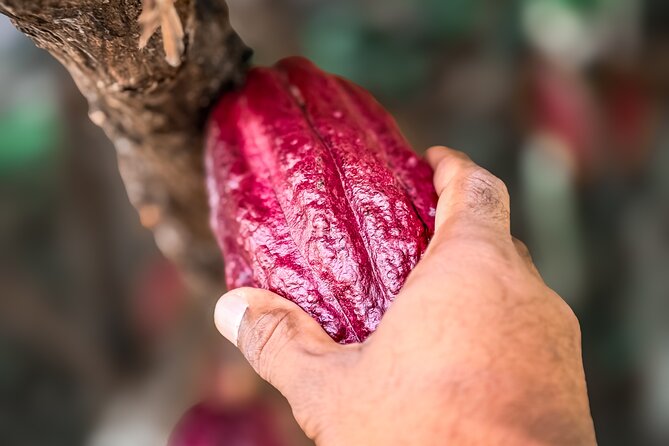 Grenada Half Day Tour: Fort, Spice, Falls, Chocolate & Lunch Stop - How the guide affects the experience