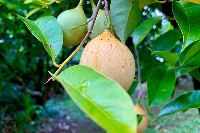 Grenada Herb & Spice Tour -Fort Frederick, Chocolate & Waterfalls - Comfort, group size, and the pace of the day