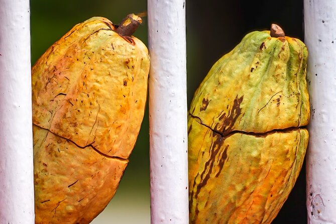 Grenada Highlights: City Tour, Fort, Chocolate, Rainforest- Falls - Is $110 a fair price?