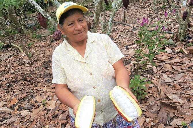 Guayaquil to Cuenca one-way tour with Cajas Park and a Cacao Farm visit - Cacao Loma: tasting the fruit before the chocolate