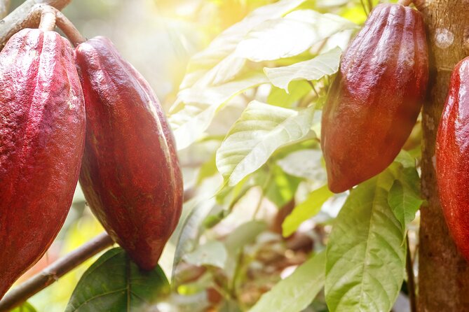 Guided tour of the Artisan Chocolate Factory in Tuscany - Who Will Enjoy This Visit Most?