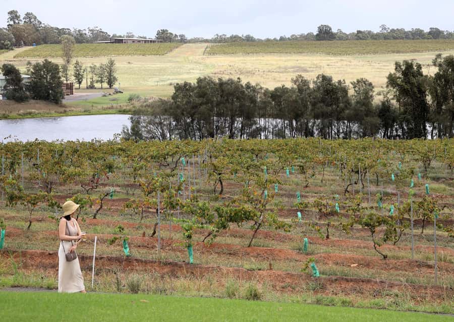 Hunter Valley: Wine, Chocolate and Lunch All Inclusive Tour - Draytons Family Wines and the character of an old vineyard