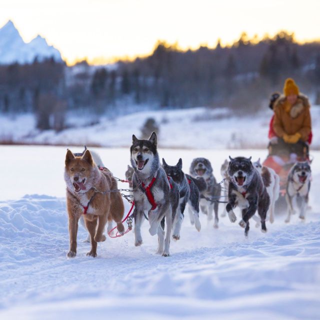 Jackson Hole: Dogsledding Tour with Hot Chocolate - At a glance