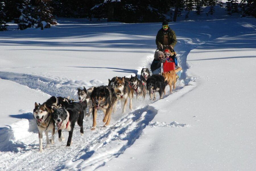 Jackson Hole: Dogsledding Tour with Hot Chocolate - What the 45-minute dogsled ride feels like