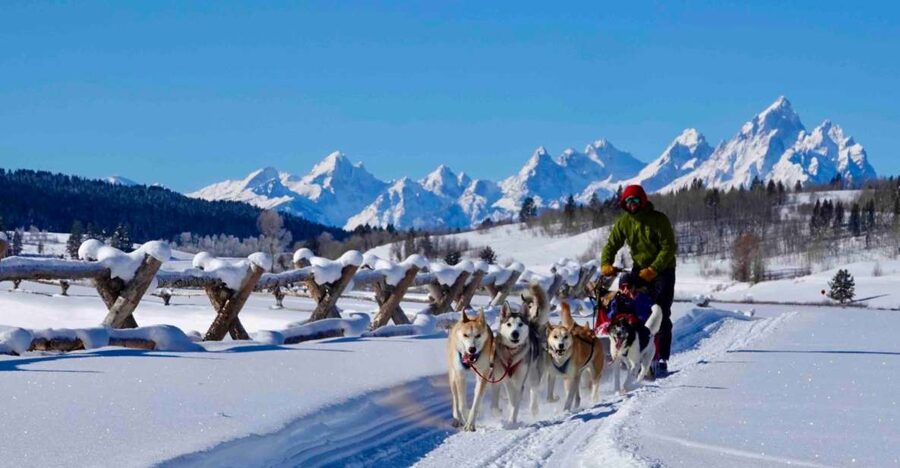Jackson Hole: Dogsledding Tour with Hot Chocolate - Meeting the sled dogs after the run