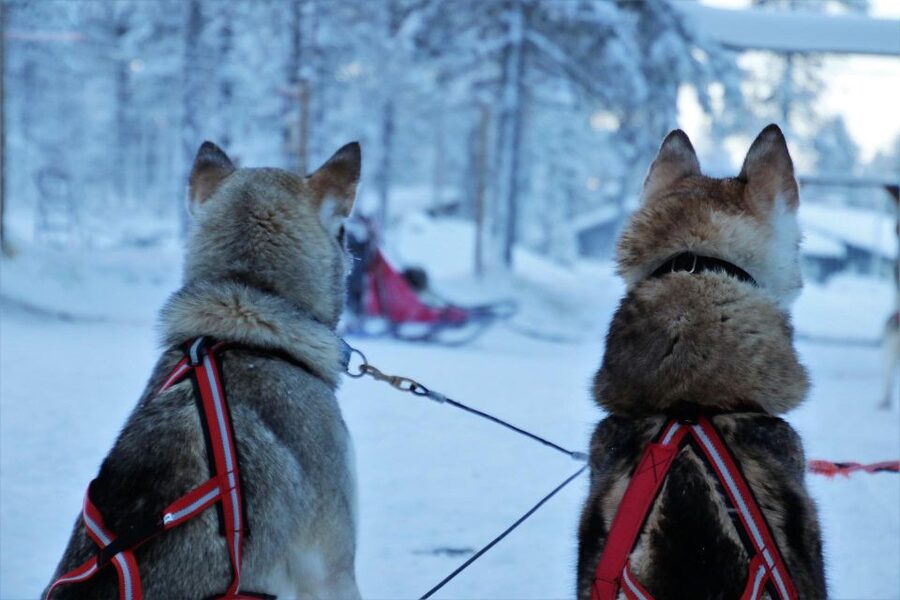 Jackson Hole: Dogsledding Tour with Hot Chocolate - Is $250 a fair price?