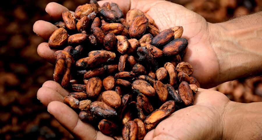 Kampala: Hands-On Chocolate Making Experience - Key points to know before booking