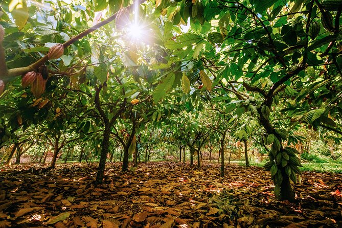 Kauai Chocolate Farm Tasting Tour - Learning how Hawaiian cacao becomes a bar
