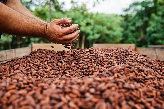 Kauai Chocolate Farm Tasting Tour - Why the three-hour schedule matters