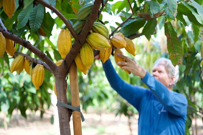 Lahaina: Maui Ku'ia Estate Guided Cacao Farm Tour and Tasting - Key points to know before you book