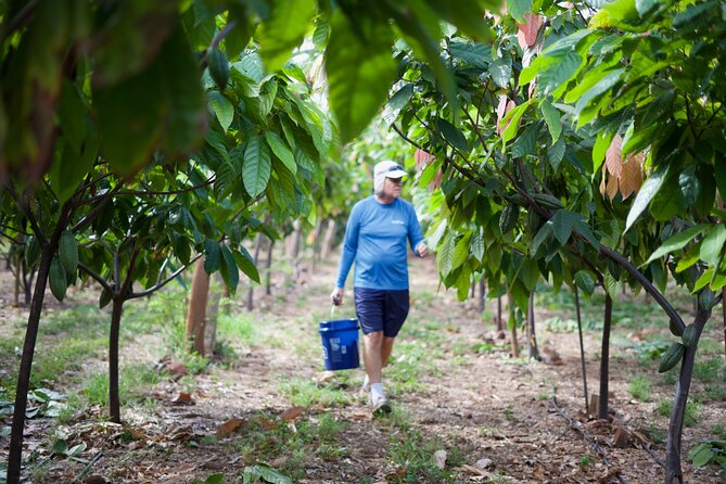 Lahaina: Maui Ku'ia Estate Guided Cacao Farm Tour and Tasting - Nine chocolates in a West Maui treehouse