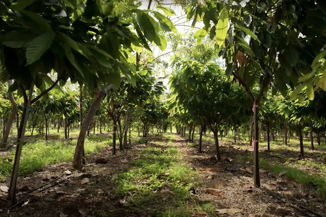 Lahaina: Maui Ku'ia Estate Guided Cacao Farm Tour and Tasting - What the $99.48 price really covers
