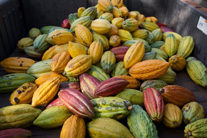 Lahaina: Maui Ku'ia Estate Guided Cacao Farm Tour and Tasting - Should you book the Ku’ia cacao tour?