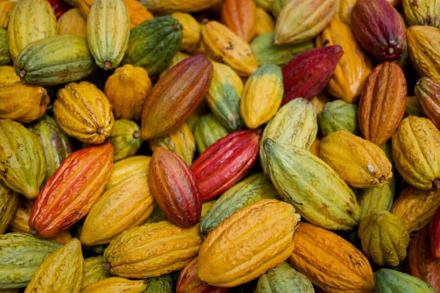 Lahaina: Maui Ku'ia Estate Guided Cacao Farm Tour & Tasting - Starting at Maui Ku’ia Estate Chocolate in Lahaina