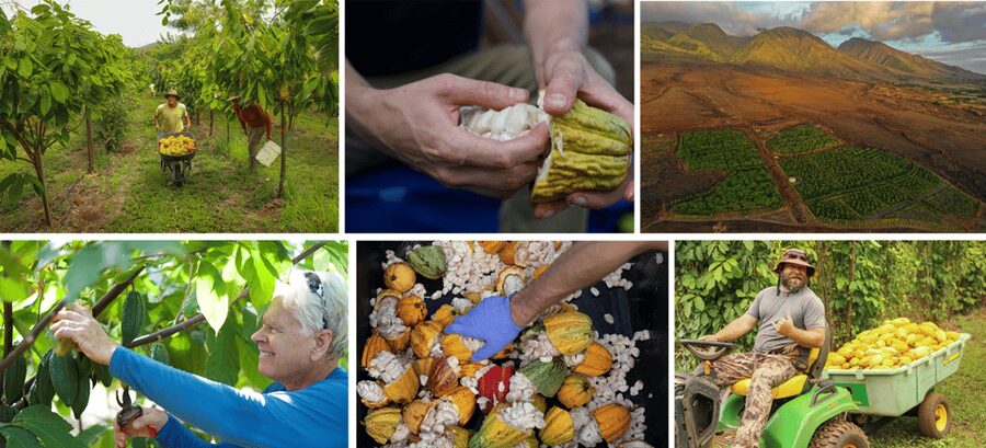 Lahaina: Maui Ku'ia Estate Guided Cacao Farm Tour & Tasting - What makes the chocolate lesson worthwhile