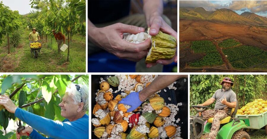 Lahaina: Maui Ku'ia Estate Guided Cacao Farm Tour & Tasting - A 20-acre cacao farm in the West Maui foothills